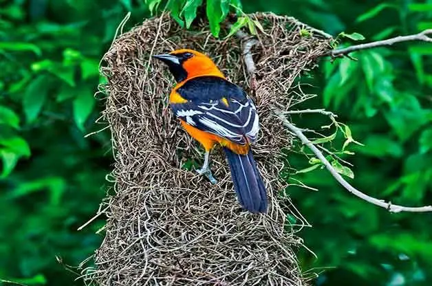 9 tipos diferentes de nidos de pájaros y cómo detectarlos