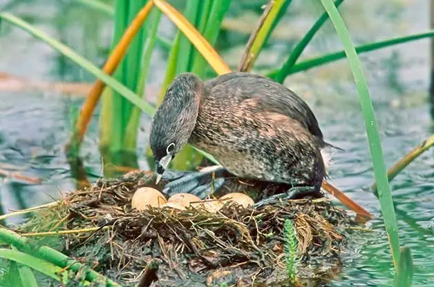 9 tipos diferentes de nidos de pájaros y cómo detectarlos