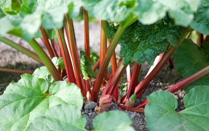 13 verduras de primavera para cultivar para una cosecha temprana