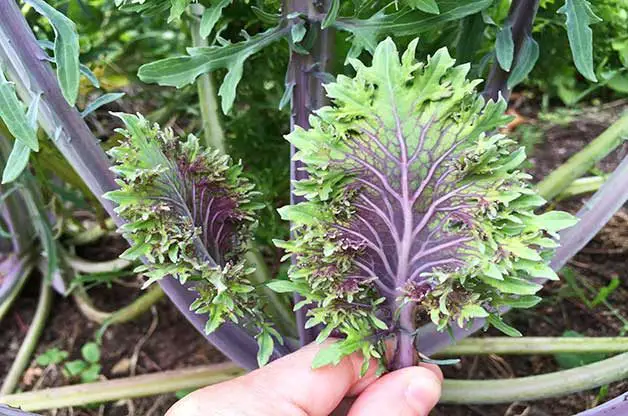 10 vegetales de crecimiento rápido que puedes cosechar rápidamente