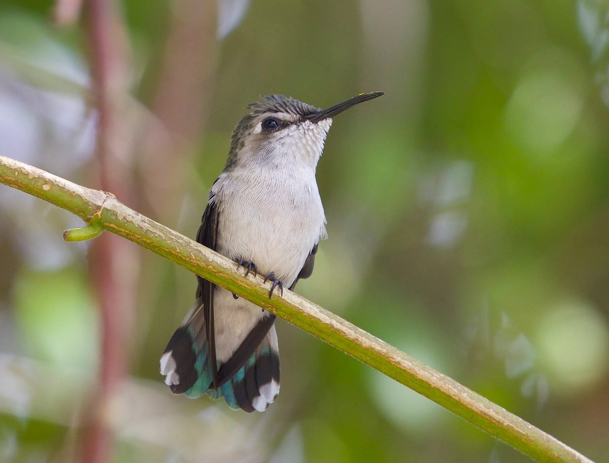 Conoce a los colibríes más grandes y más pequeños del mundo