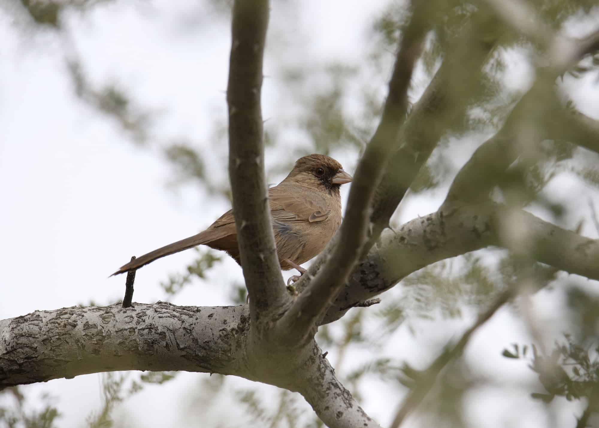 22 especies de gorriones en Arizona: hermosos y diversos