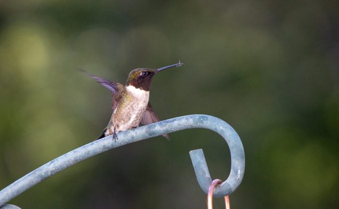 ¿Qué (y con qué frecuencia) comen los colibríes?
