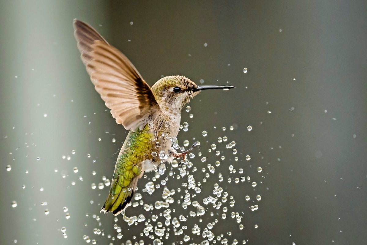 https://www.birdsandblooms.com/backyard-projects/diy-bird-bath/hummingbird-mister-diy-bird-bath/