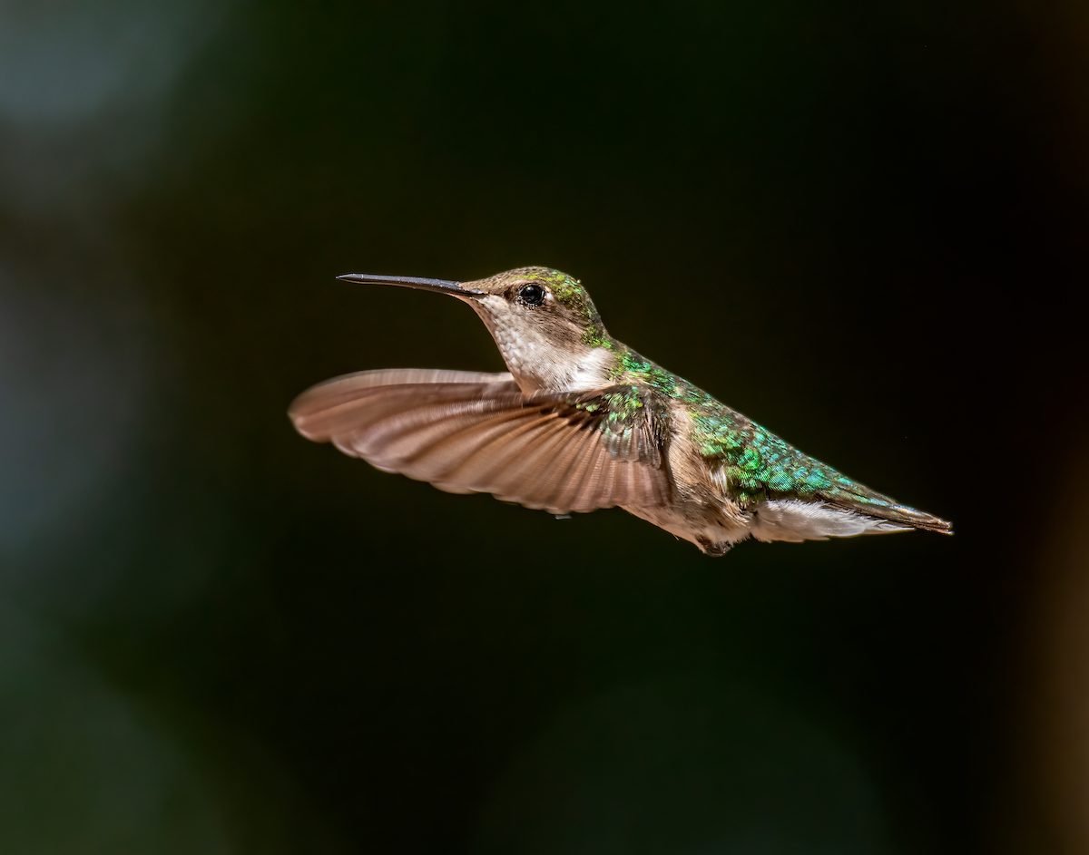 La frecuencia cardíaca del colibrí es increíblemente rápida