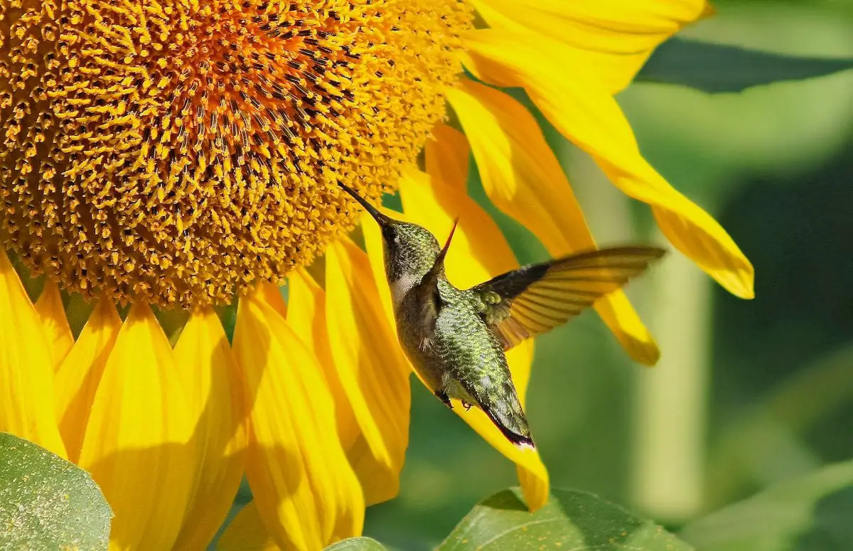 ¿A los colibríes les gustan los girasoles? - Aves y Flores