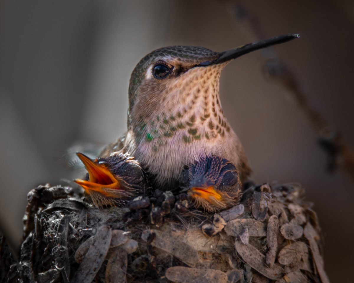 ¿Usará un colibrí una casa para pájaros?