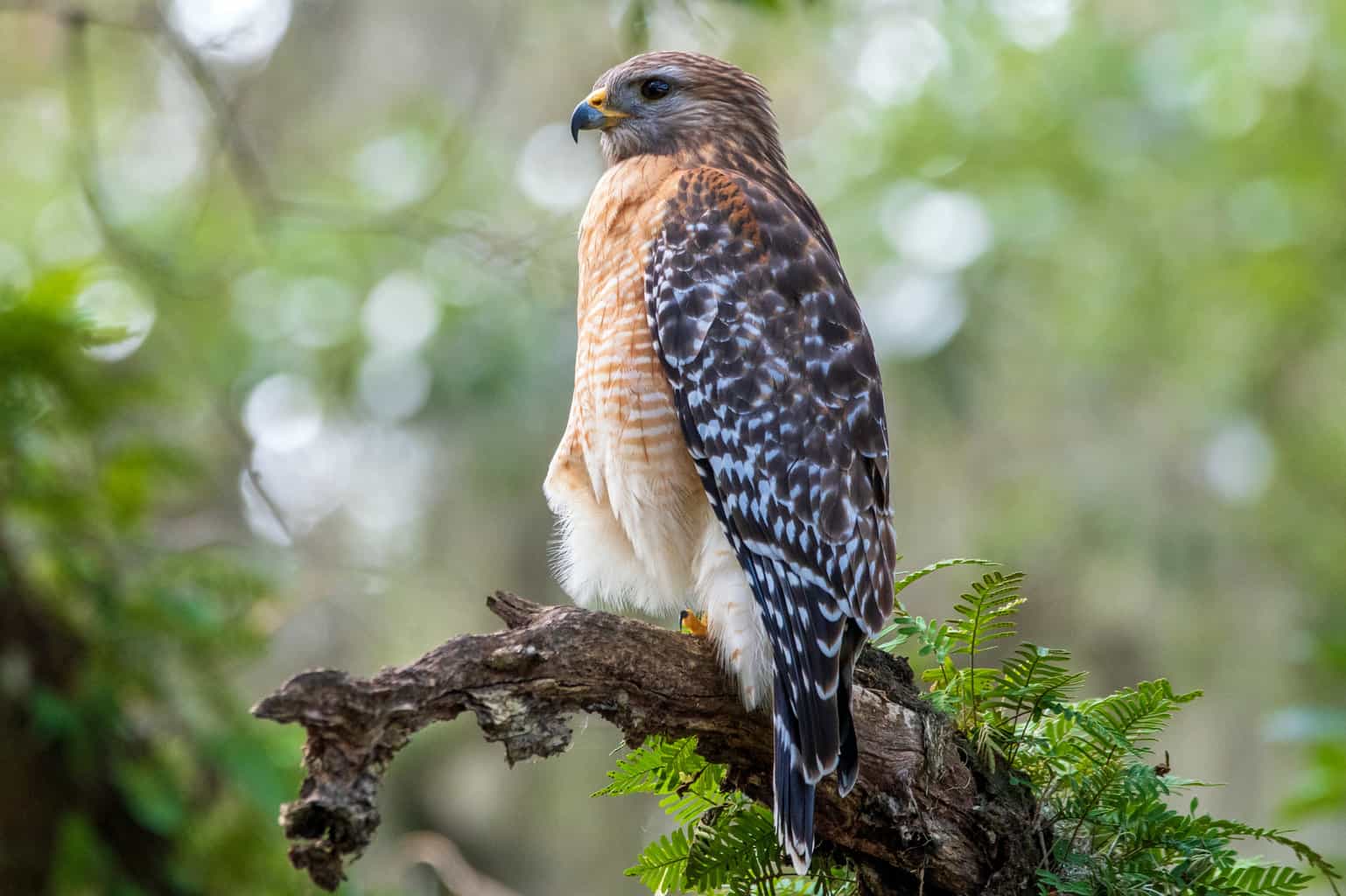 Halcón de hombros rojos contra halcón de Cooper: una guía para observadores de aves