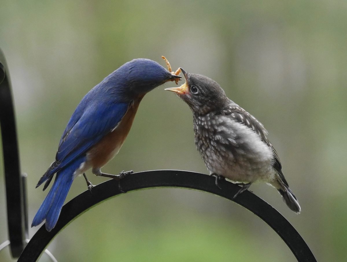 ¿Qué alimentos comen los pájaros bebés?