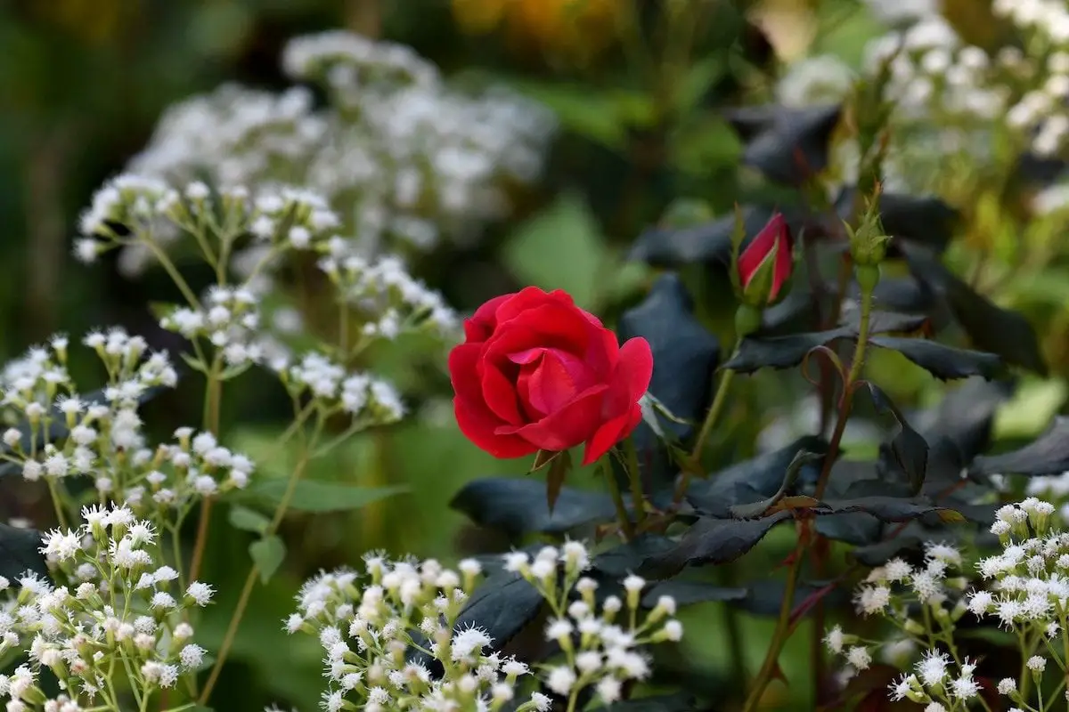 7 datos sorprendentes sobre las rosas