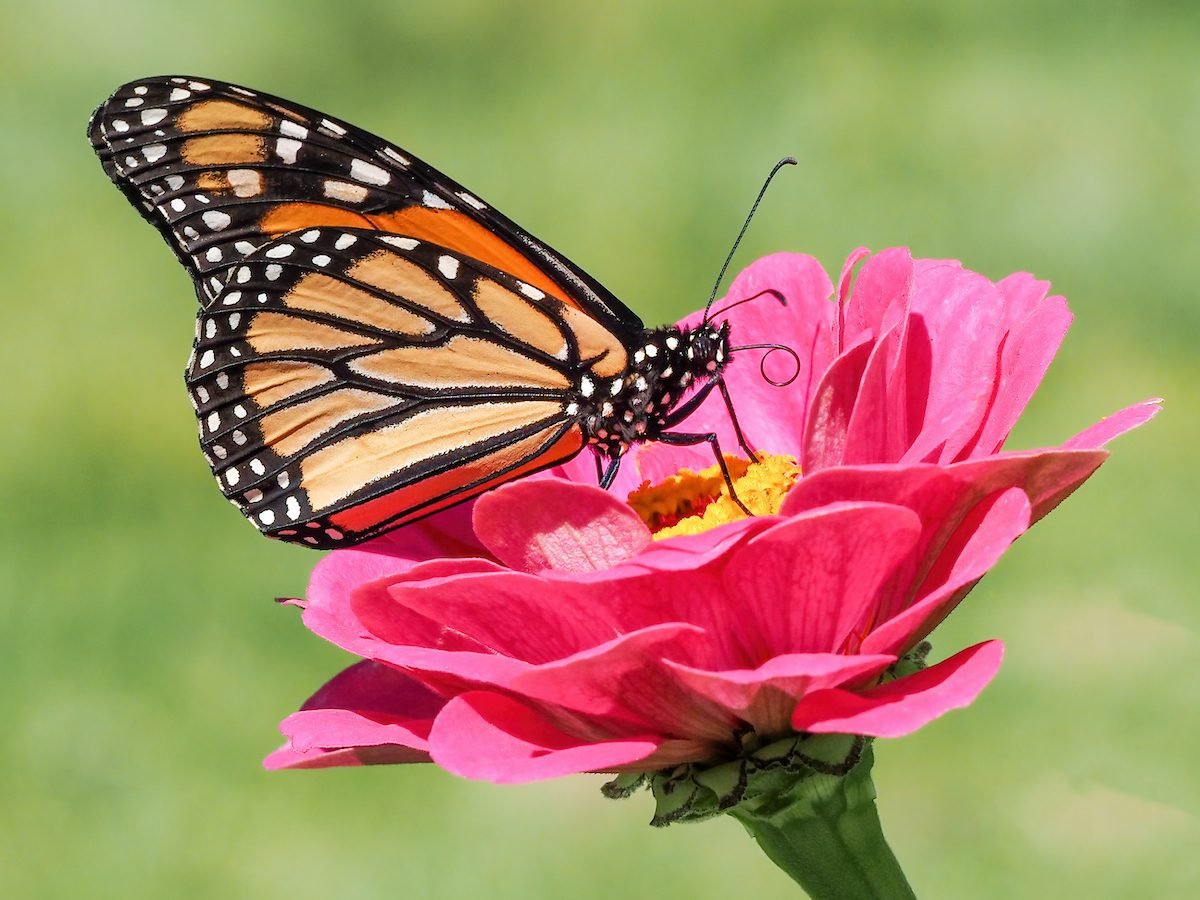 ¿Qué (y cómo) comen las mariposas monarca?