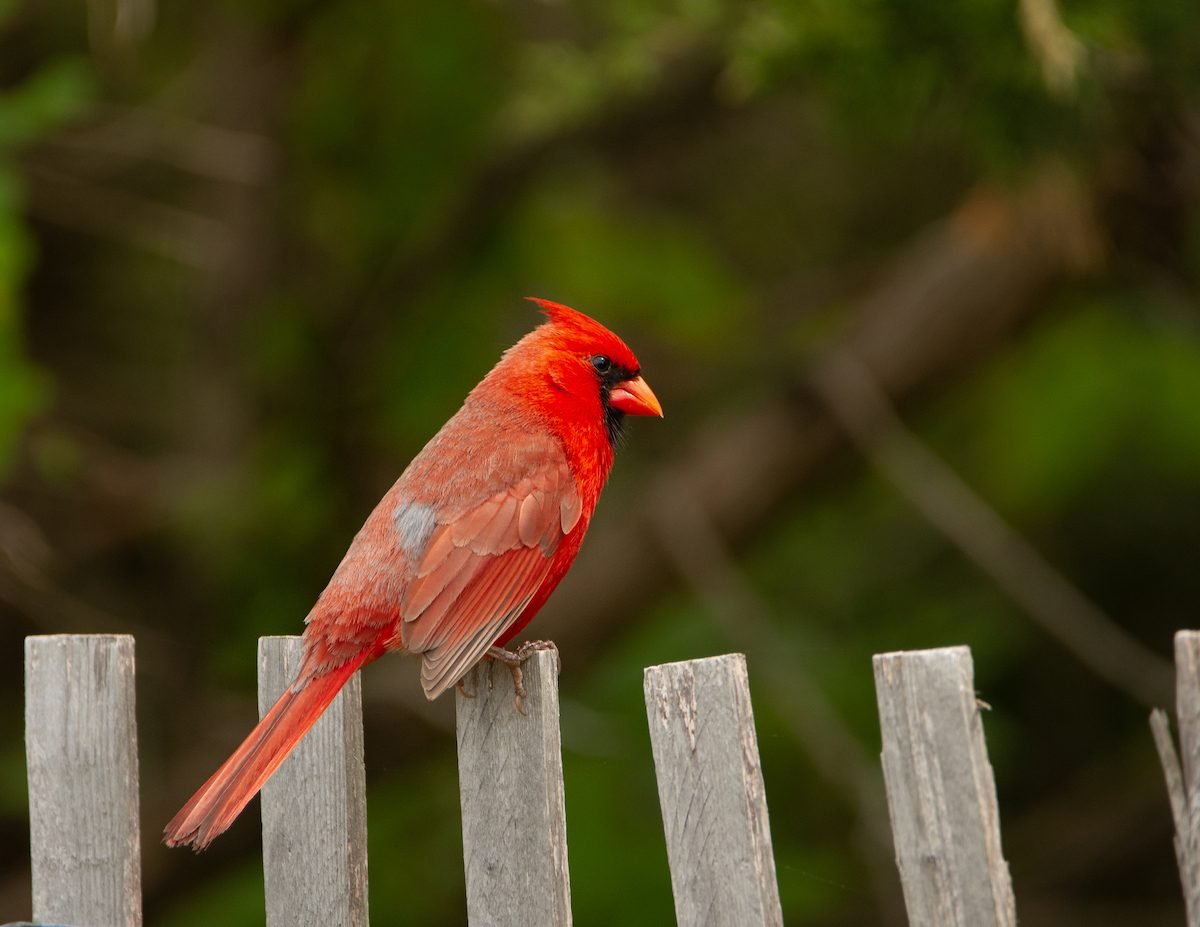 Si ves un cardenal, esto es lo que significa