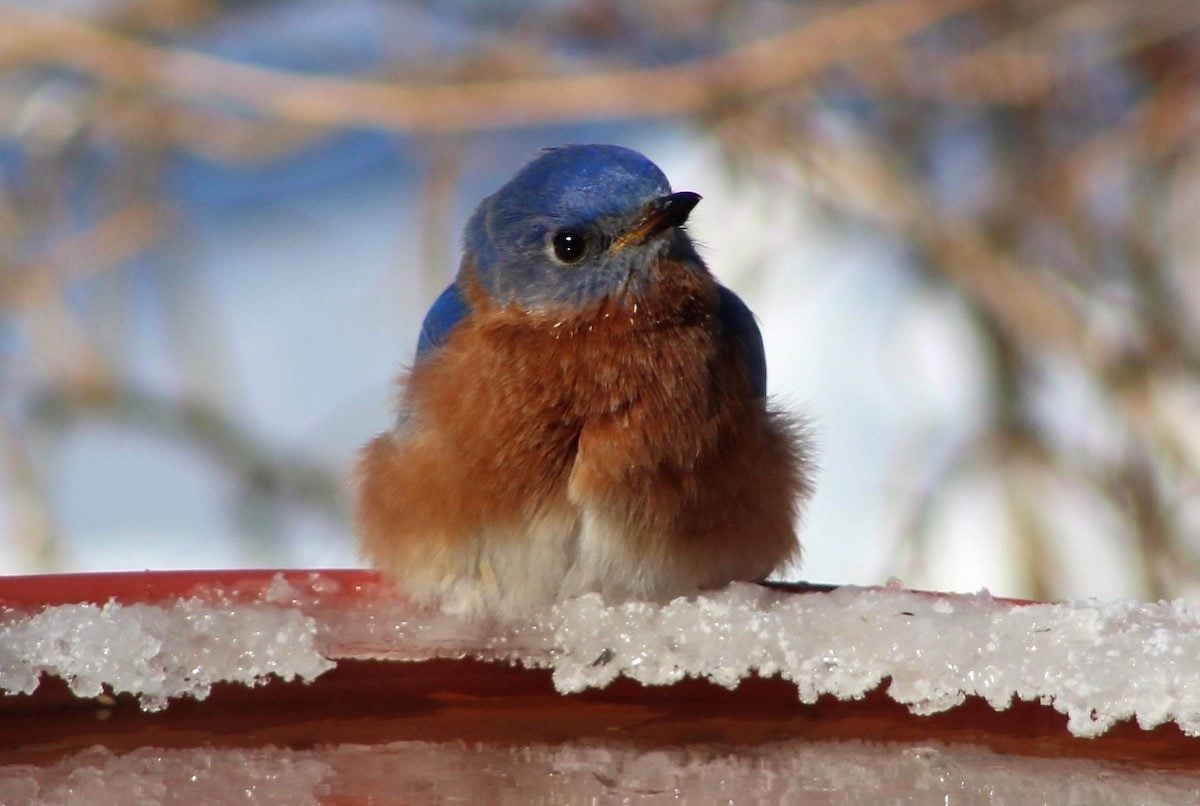 Se acerca el invierno: sus pájaros necesitan un bebedero para pájaros con calefacción