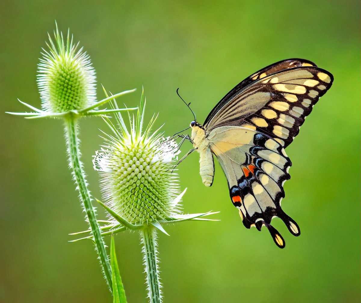 Cómo identificar y atraer una mariposa cola de golondrina gigante