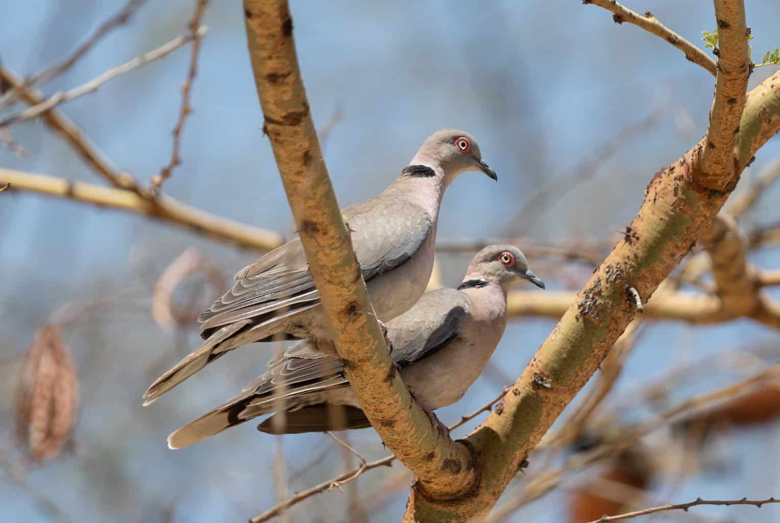 26 pájaros que parecen palomas: una lista detallada