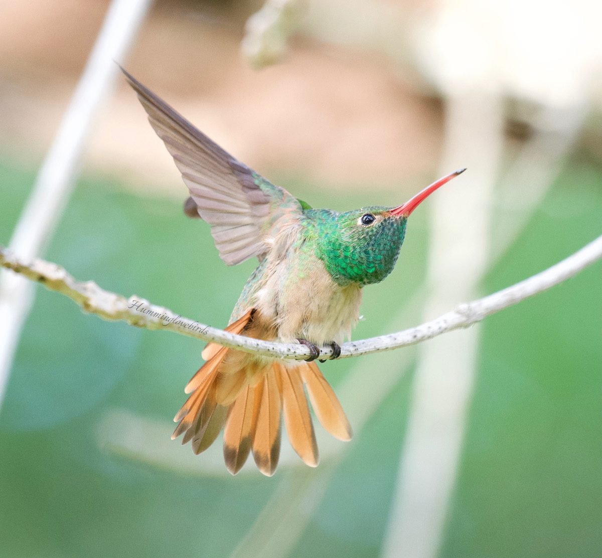 Conoce al colibrí de vientre beige de colores brillantes
