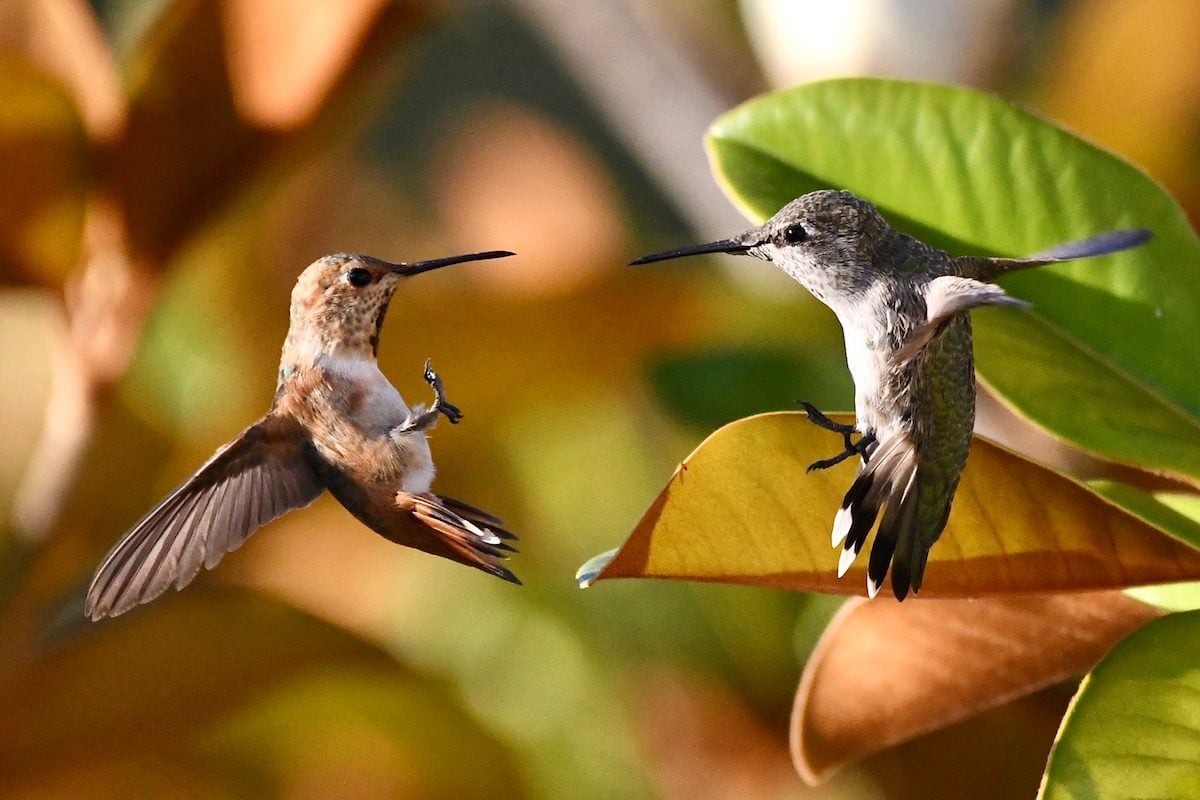¿Los colibríes que luchan alguna vez se lastiman entre sí?