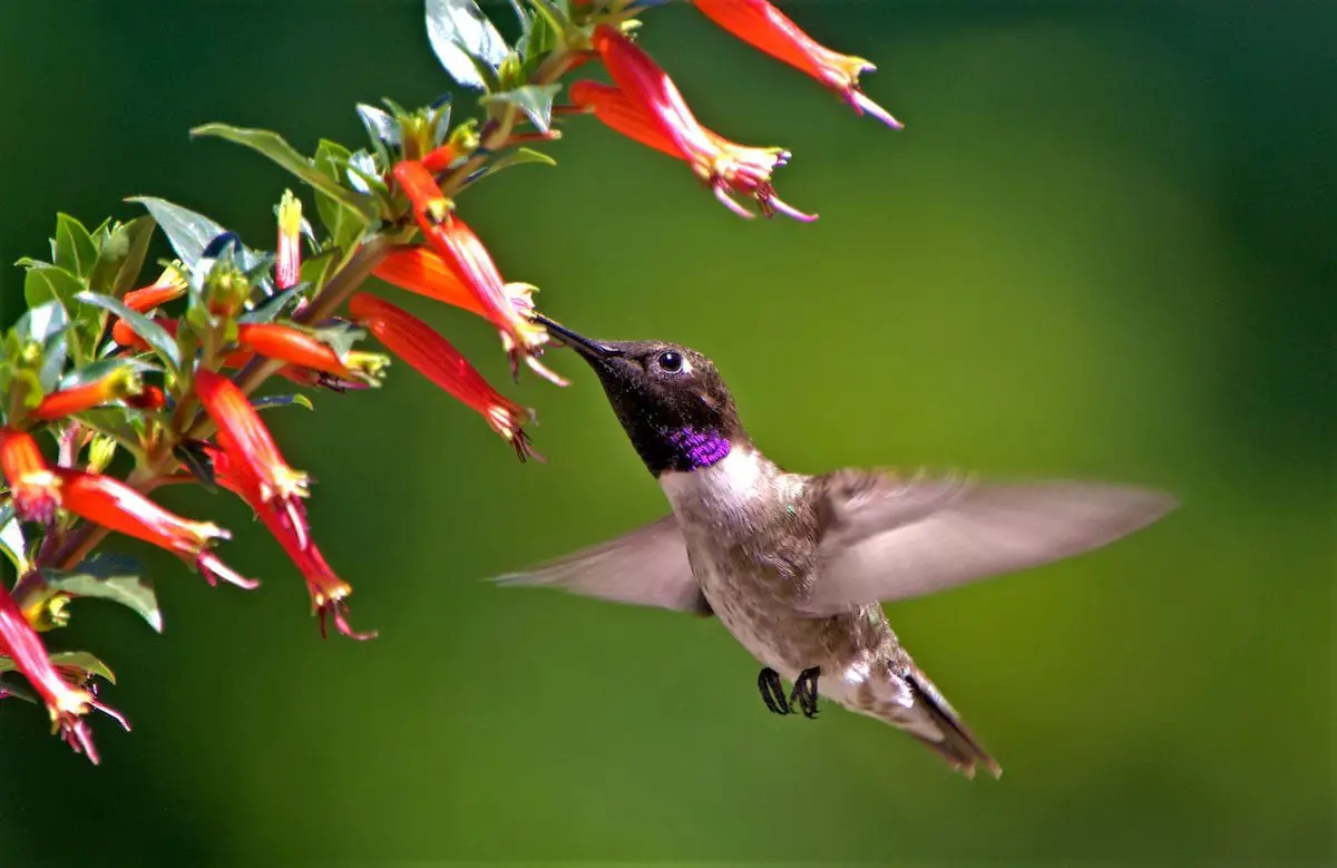 Los colibríes no pueden resistir la planta de petardos