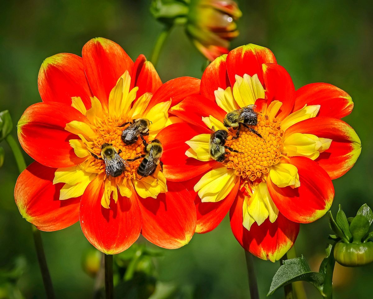 7 especies de abejas de jardín que quieres ver en tu jardín