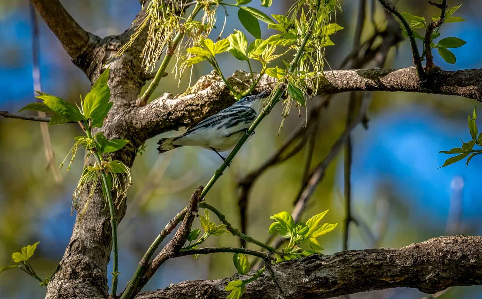 30 aves en Virginia: una guía de observación de aves