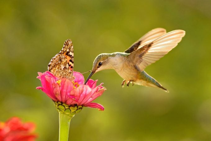 ¿Hacia dónde migran los colibríes en invierno?