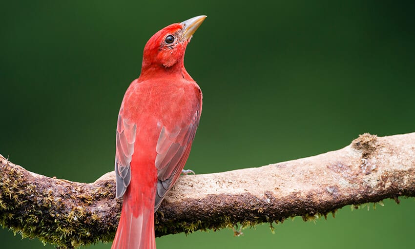 4 pájaros rojos encontrados en Texas (imágenes)