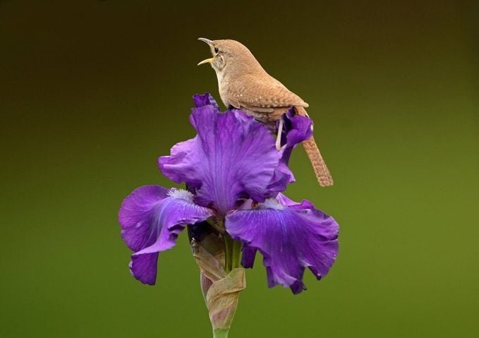 Tipos de flores de iris y hechos que debe saber