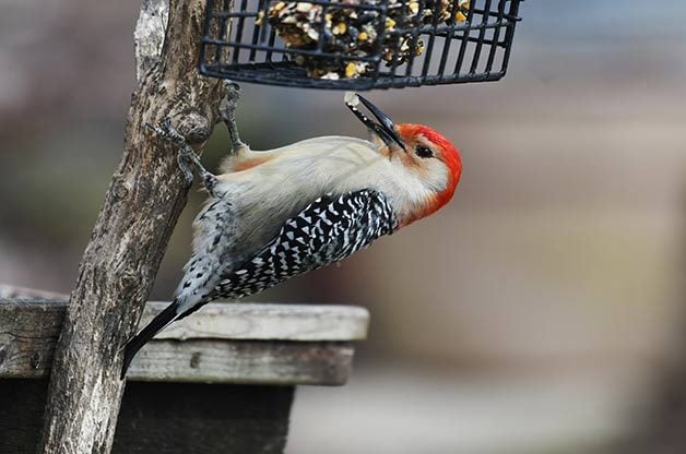 5 alimentos que debes alimentar a las aves en invierno
