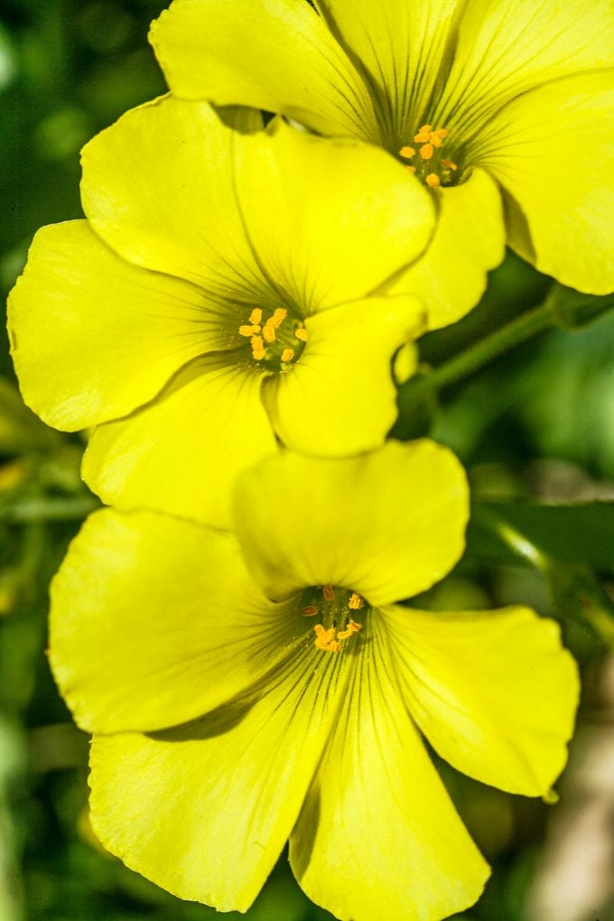 6 datos fascinantes de la flor de prímula