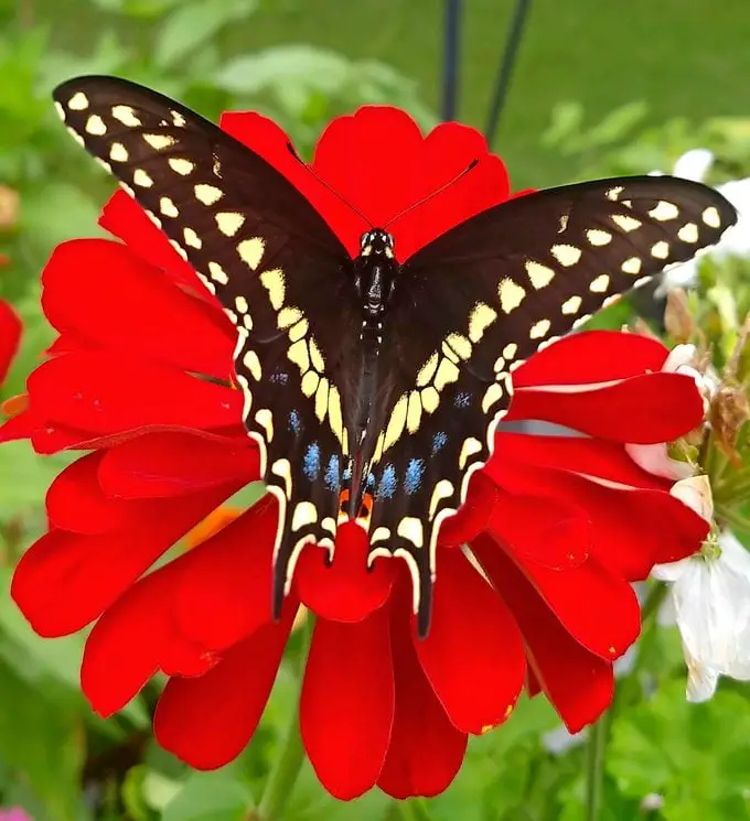 6 datos fascinantes sobre la mariposa cola de golondrina