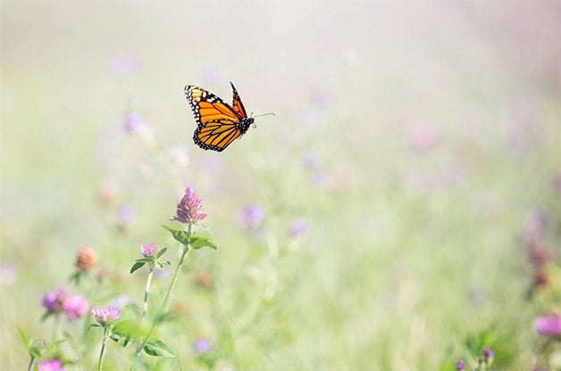 6 datos interesantes sobre las casas de mariposas