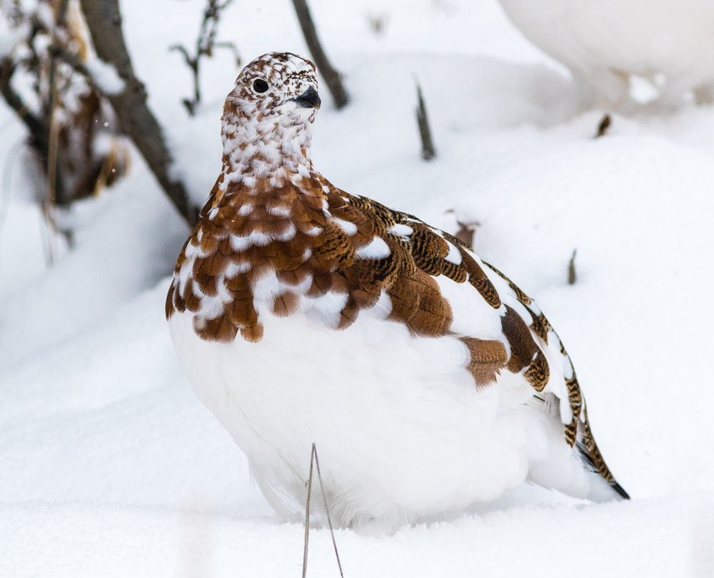 6 datos sorprendentes sobre las aves del Ártico