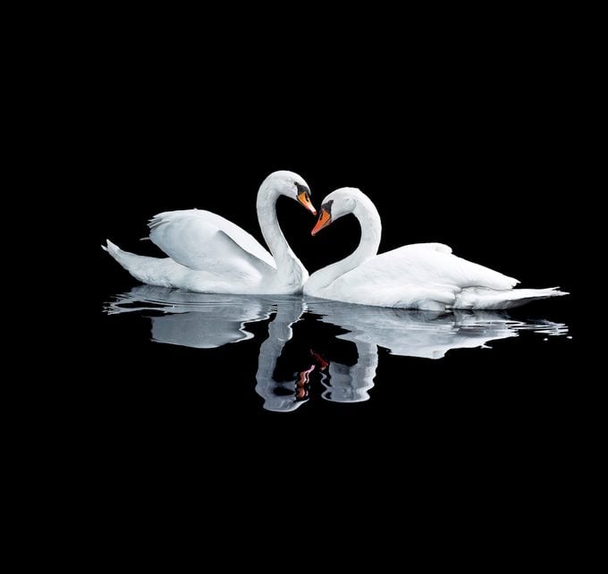 6 hechos románticos y fascinantes del cisne