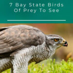 7 aves rapaces del estado de la Bahía para ver