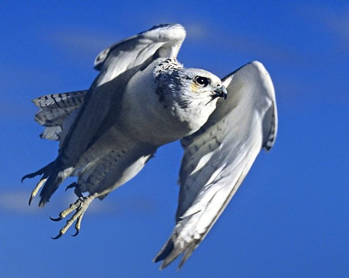7 datos fascinantes sobre el ave halcón que debes saber