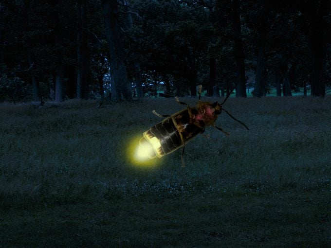 7 datos reveladores sobre las luciérnagas que debes saber