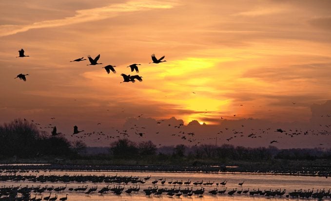 Puntos críticos de migración primaveral de aves en todo Estados Unidos