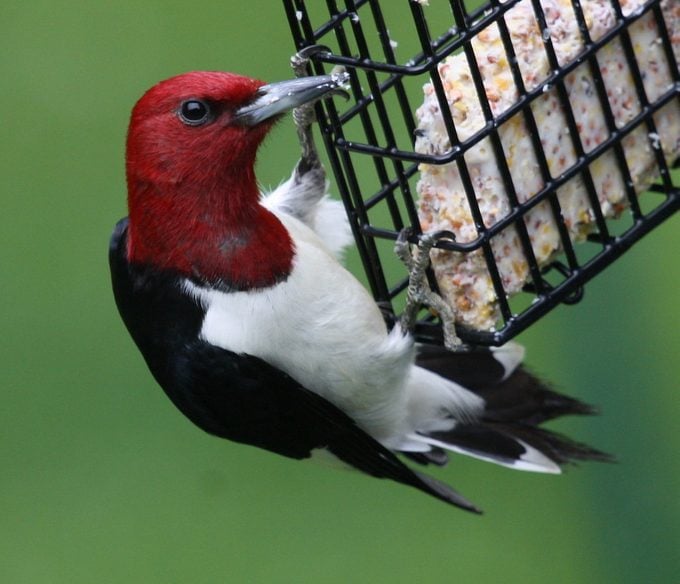 8 ideas para atraer y alimentar pájaros en primavera