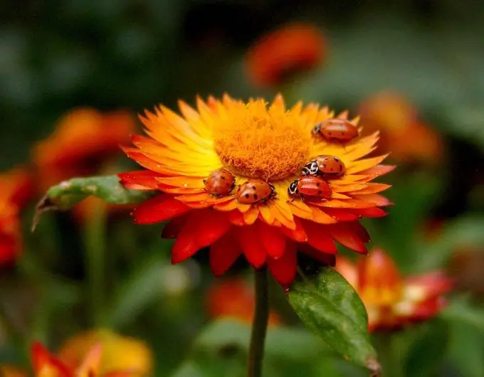 8 insectos beneficiosos que querrás ver en tu jardín