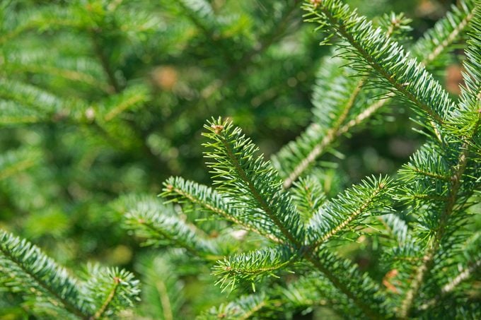 8 tipos de árboles de Navidad que puedes cultivar