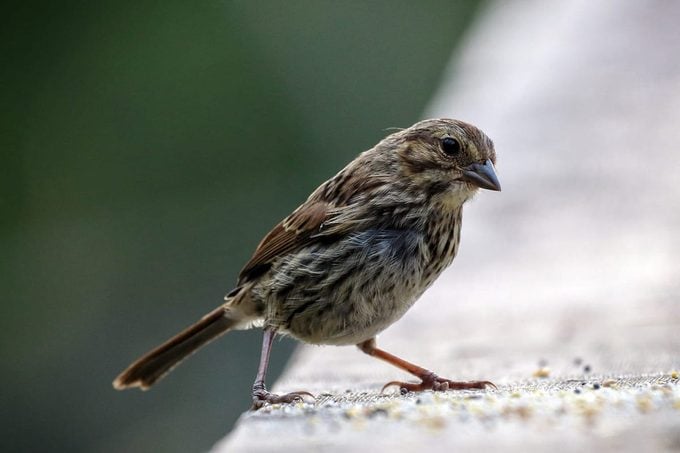 9 alimentos que nunca debes darles de comer a las aves