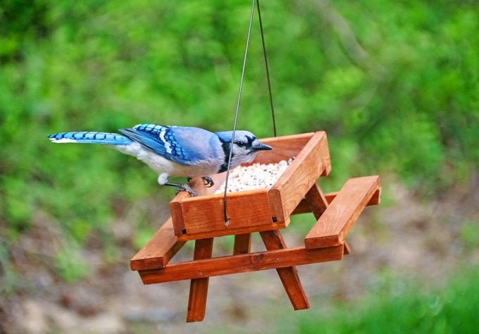 9 sencillos consejos para alimentar a las aves en verano