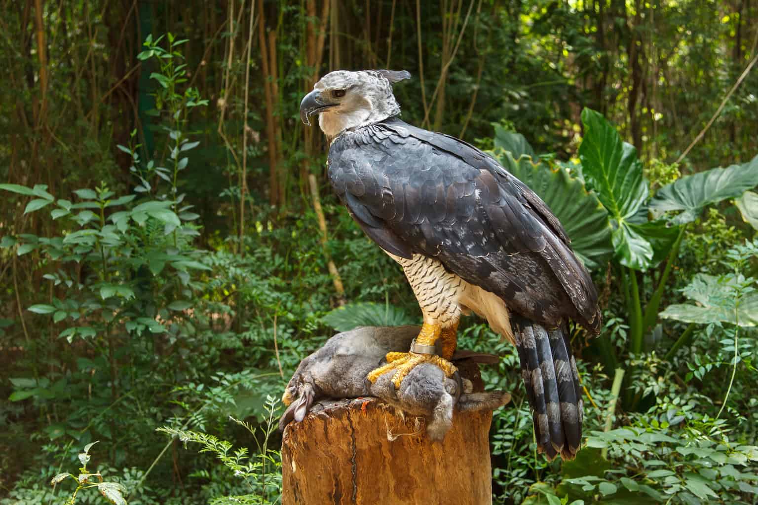 Águila arpía vs. Águila real: dos magníficos depredadores del ápice