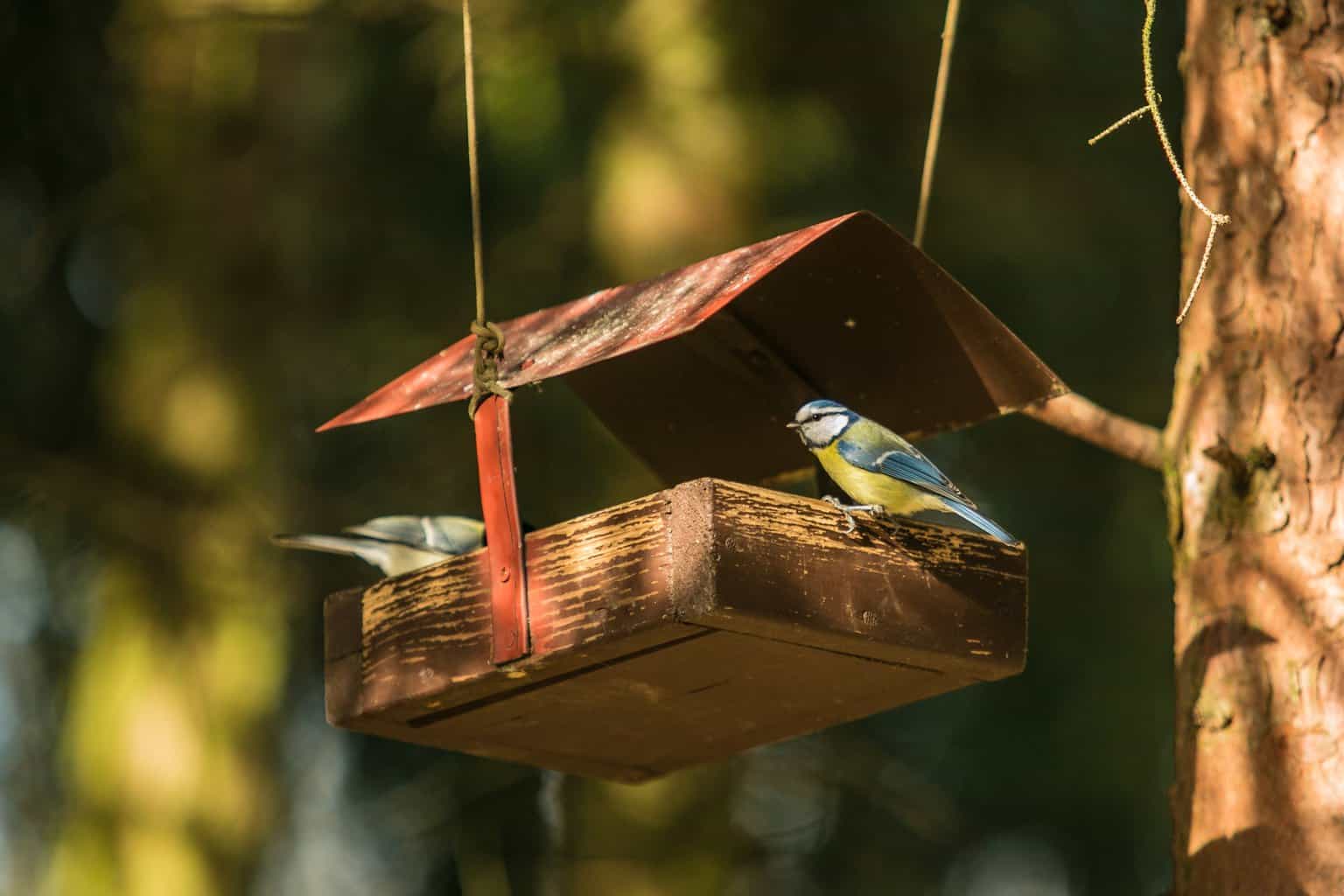Alimentación de pájaros en verano: explore este tema fascinante