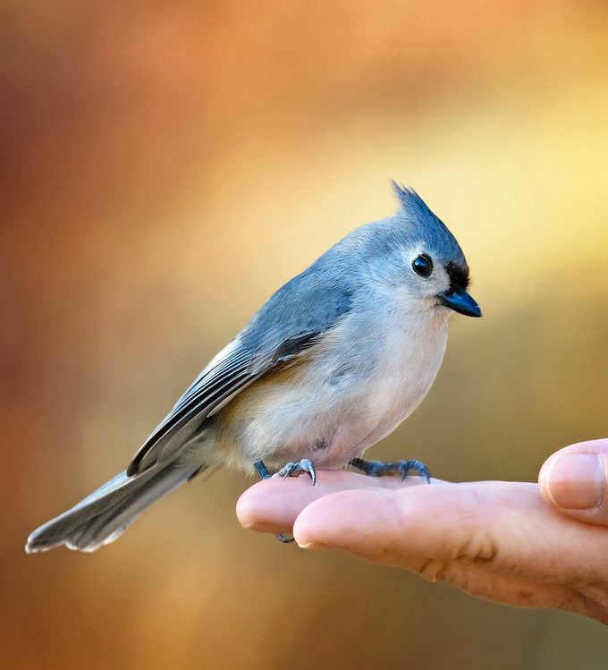 Alimentación manual de aves: cómo hacerlo de forma segura
