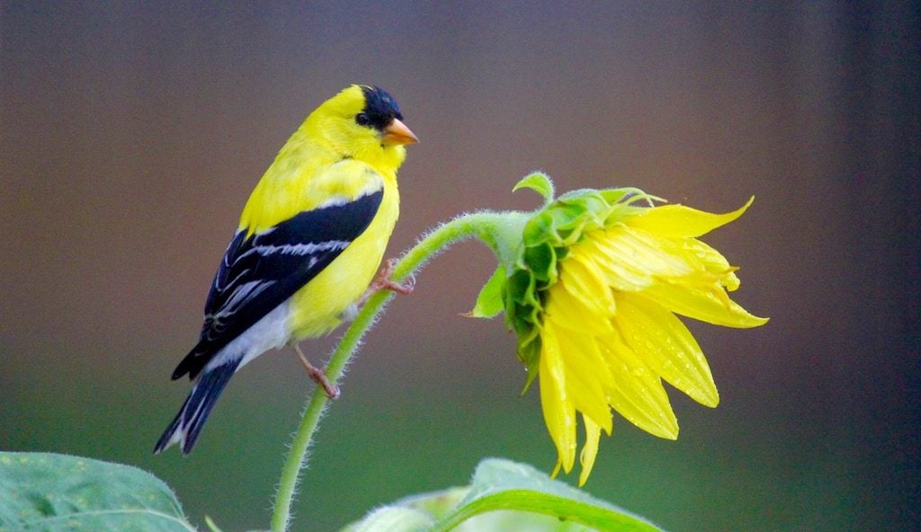 15 pájaros comunes de traspatio que debes conocer