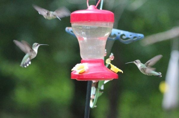 Atrae más colibríes por menos dinero