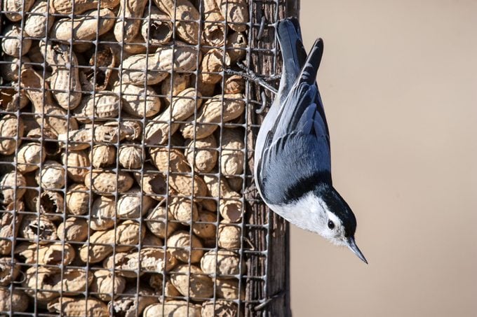 Atrae más especies nuevas con Peanuts for Birds
