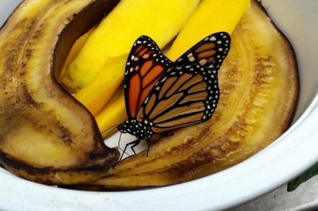 Atraer mariposas con frutas | pájaros y flores
