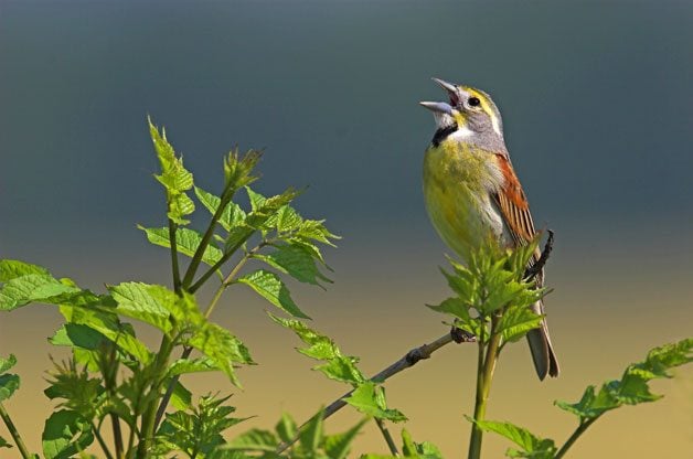 Aves de la pradera: las impresionantes especies de los pastizales